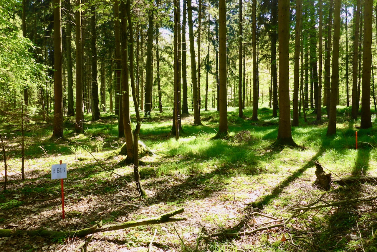 Kanton Aargau reagiert auf Dioxin-Belastung im Wald bei KVA Buchs